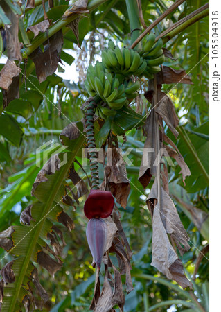 Bunch of bananas with its inflorescence 105504918