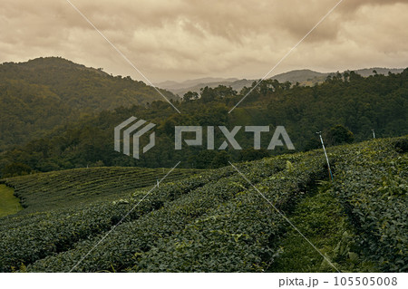 Tea Plantation at Doi Mae Salong in Chiang Rai Tea Plantation at Doi Mae Salong in Chiang Rai 105505008