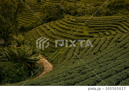 Tea Plantation at Doi Mae Salong in Chiang Rai Tea Plantation at Doi Mae Salong in Chiang Rai 105505017