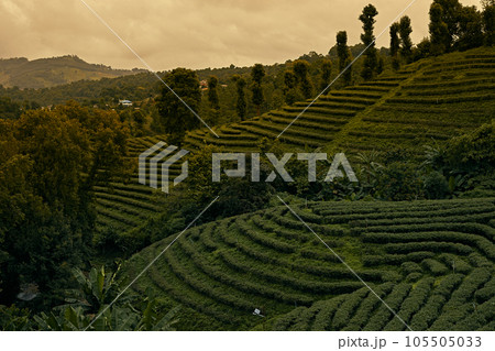 Tea Plantation at Doi Mae Salong in Chiang Rai 105505033