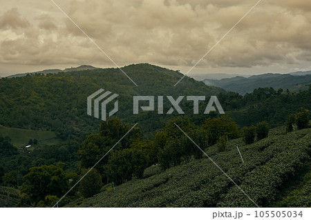 Tea Plantation at Doi Mae Salong in Chiang Rai 105505034