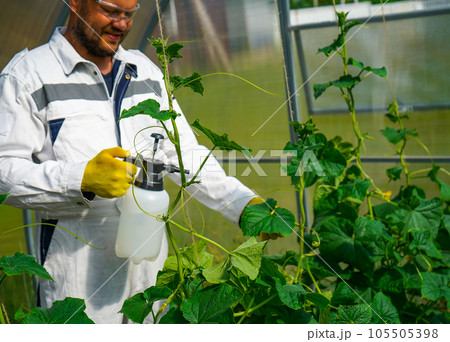 Farming concept. Spraying insecticide on cucumber seedlings indoors. insect pest infestation. Feed the vegetable blush by the lead at the stage of pudding Farming concept. Spraying insecticide on cucumber seedlings indoors. insect pest infestation. Feed the vegetable blush by the lead at the stage of pudding 105505398