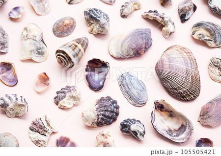 Seashells flat lay. Summery maritime collection. 105505421