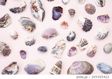 Seashells flat lay. Summery maritime collection. Seashells flat lay. Summery maritime collection. 105505422