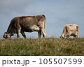 farm cows grazing 105507599