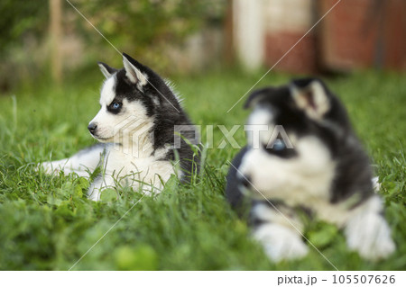 Cute siberian husky puppies with blue eyes sitting in green grass on summer day Cute siberian husky puppies with blue eyes sitting in green grass on summer day 105507626