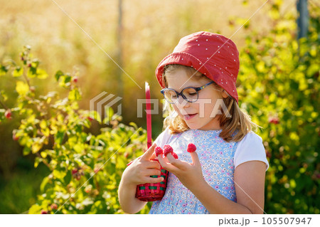 Adorable Little Girl Eating Raspberries on Organic Pick a Berry Farm. Cute Preschool Child Enjoying Her Healthy Fresh Organic Fruits and Berries. Raspberry on Each Finger. 105507947