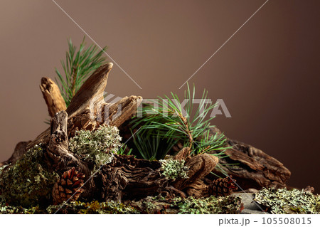 Abstract north nature scene with a composition of lichen, pine branches, and dry snags. 105508015