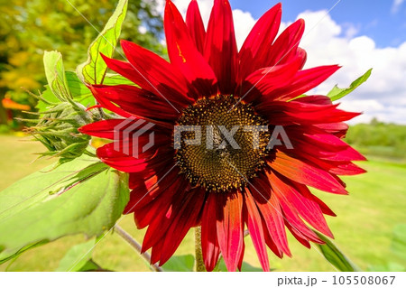 very beautifull artificial red sunflower Made of plastic for table decoration very beautifull artificial red sunflower Made of plastic for table decoration 105508067