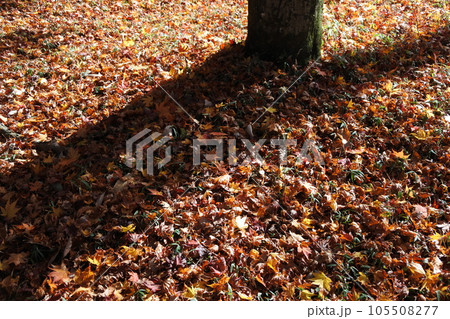 紅葉の絨毯、木陰、落葉 105508277