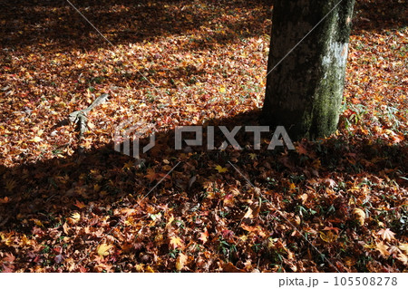 紅葉の絨毯、木陰、落葉 105508278