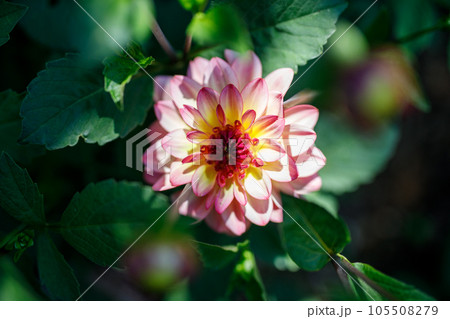 Pink dahlia flower in real garden. Shallow depth of field Pink dahlia flower in real garden. Shallow depth of field 105508279