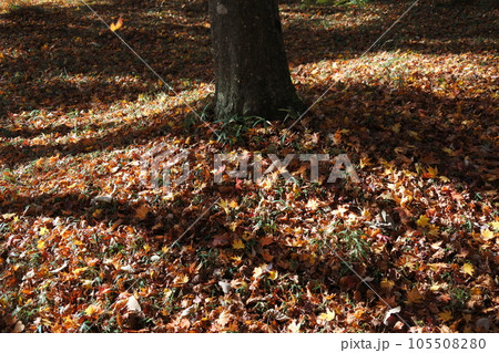 紅葉の絨毯、木陰、落葉 紅葉の絨毯、木陰、落葉 105508280