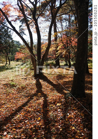 紅葉の絨毯、木陰、落葉 紅葉の絨毯、木陰、落葉 105508281
