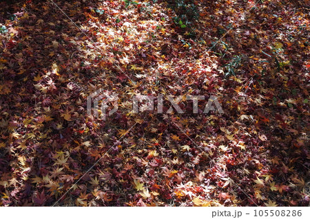 紅葉の絨毯、木陰、落葉 105508286