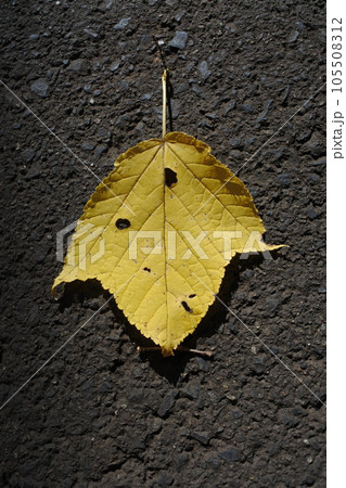 色づいた落ち葉、落葉 105508312