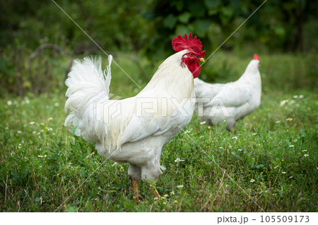 Portrait of a white rooster and hen walking on a green lawn. Portrait of a white rooster and hen walking on a green lawn. 105509173
