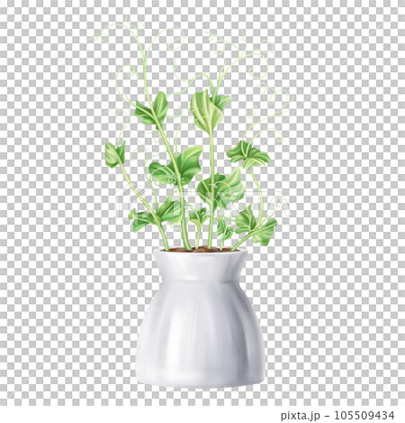 Young green sprouting bean sprouts from pea seeds. A plant in stylish ceramic pot. Organic micro-greens for healthy food, natural dishes, green salads. Garden inside the house. Isolated illustration 105509434
