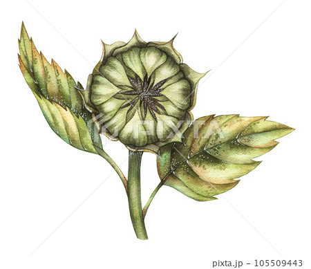 Watercolor hand drawn sunflower bud Watercolor hand drawn sunflower bud 105509443
