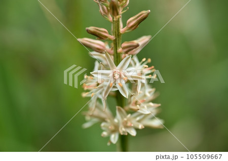 ノギランの花 105509667