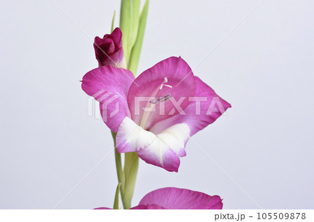 グラジオラス 105509878