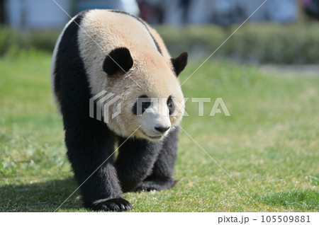 お散歩中の梅浜 105509881