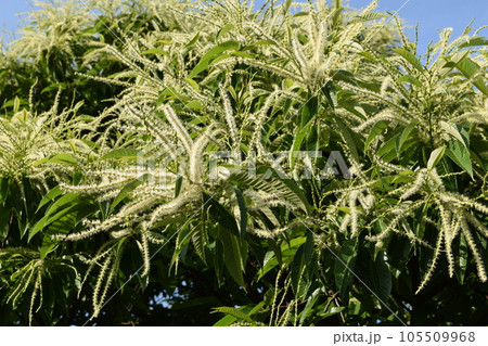 栗の花 白いクリーム色の花 栗の花 白いクリーム色の花 105509968