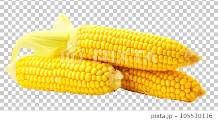 Corn with leaves and earns isolated Corn with leaves and earns isolated 105510116