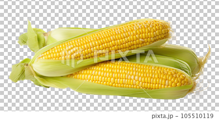 Corn with leaves and earns isolated Corn with leaves and earns isolated 105510119
