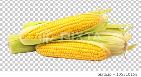 Corn with leaves and earns isolated Corn with leaves and earns isolated 105510158