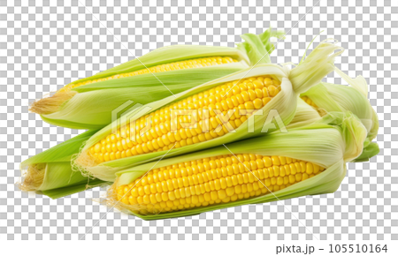 Corn with leaves and earns isolated Corn with leaves and earns isolated 105510164