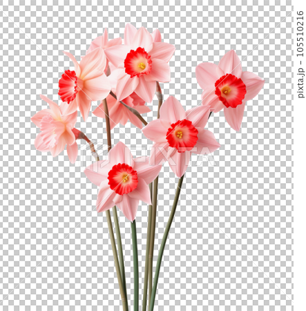 Pink daffodils flowers isolated 105510216
