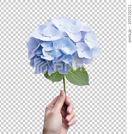 Hand holding a blue hydrangea flower Hand holding a blue hydrangea flower 105510251