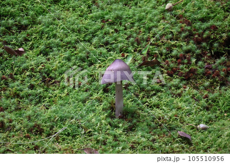 緑の苔の上にキノコが生えている風景 緑の苔の上にキノコが生えている風景 105510956