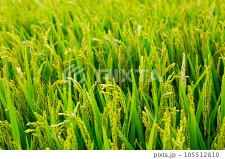 Green rice field 105512810