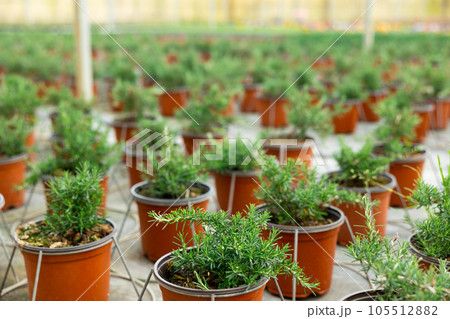Rows of rosemary growing in pots Rows of rosemary growing in pots 105512882