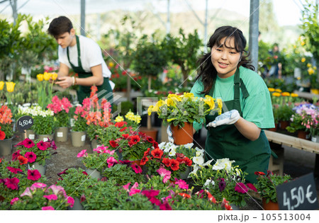 Professional female gardener arranging potted Petunia flowers for market and wearing greenhouse uniform Professional female gardener arranging potted Petunia flowers for market and wearing greenhouse uniform 105513004