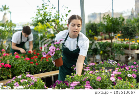 Professional positive young female florist checking Osteospermum Ecklonis flowers during work in glasshouse 105513067