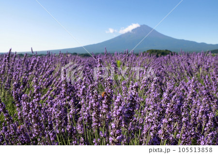 富士山 ラベンダー 105513858
