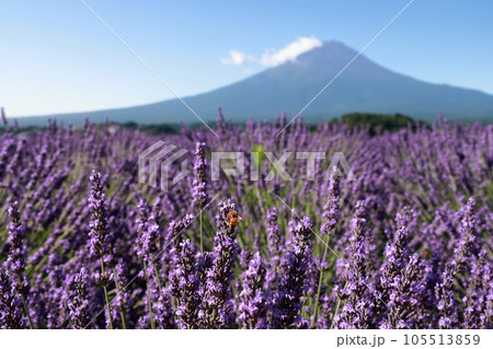 富士山 ラベンダー 105513859