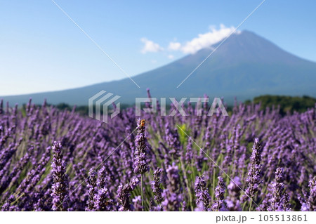 富士山 ラベンダー 105513861