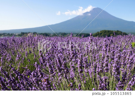 富士山 ラベンダー 105513865