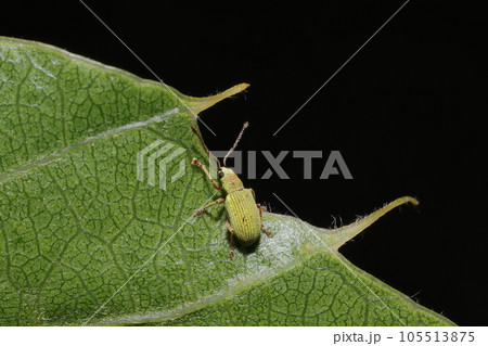 生き物 昆虫 チビアオクチブトゾウムシ、クヌギの葉上で。二~ミリほどのクヌギの針状鋸歯とほぼ同じ長さ 生き物 昆虫 チビアオクチブトゾウムシ、クヌギの葉上で。二~ミリほどのクヌギの針状鋸歯とほぼ同じ長さ 105513875