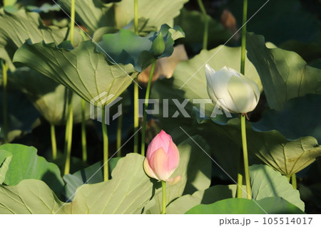 夕方の蓮の花模様 105514017