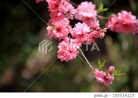 関山桜 105514223