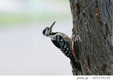 木に止まるオオアカゲラ 木に止まるオオアカゲラ 105514238