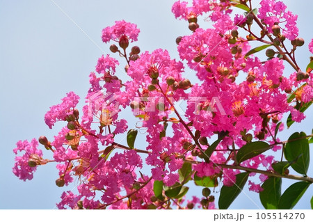 サルスベリの花 105514270