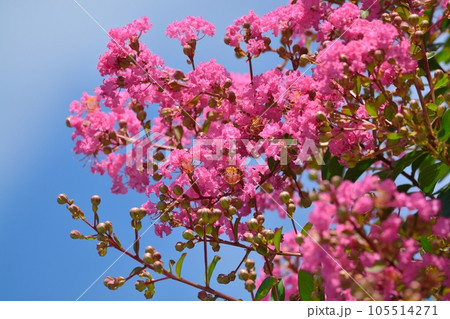 サルスベリの花 105514271