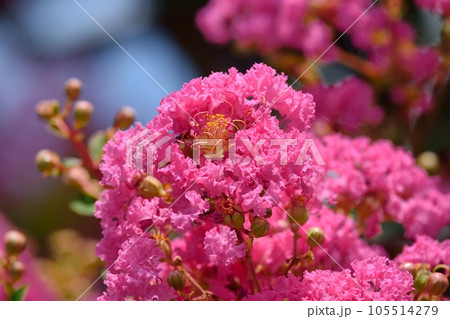 サルスベリの花 サルスベリの花 105514279