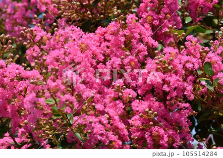 サルスベリの花 サルスベリの花 105514284
